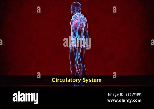 3d animation of human circulatory system showing heart, blood vessels, and circulation of oxygen and nutrients Stock Video Footage - Alamy