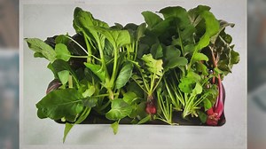 What Is a Dutch Bucket System?