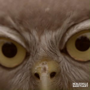 935K views · 8.5K reactions | This magnificent Barking Owl is Millie! With an estimated 50 pairs left in the wild in Victoria, Millie is pretty special. Can you guess why they're called Barking Owls? They have a distinct call similar to a dogs woof! 黎 | Zoos Victoria | Facebook