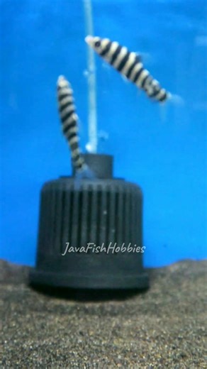 ikan leporinus fasciatus atau ikan kaoskaki dari sungai amazon 🦖 #amazon #predatorfish #comtankpredator #fish