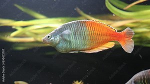 boeseman's rainbow fresh water aquarium fish melanotaenia boesemani
