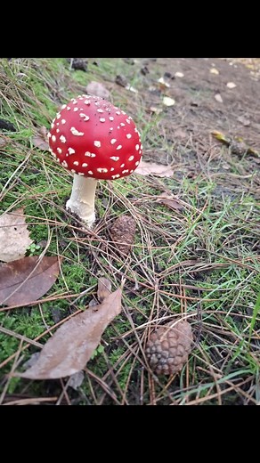 Herfstwandeling Averbode 🍂🍁 | Marc Huygens