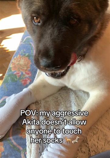 POV: my aggressive Akita doesn’t allow anyone to touch her socks 🐕🧦 #akita #akitaamericano #americanakita #dog #akitadog