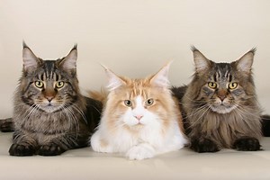 Maine Coon Cat Breed Information - Vetstreet