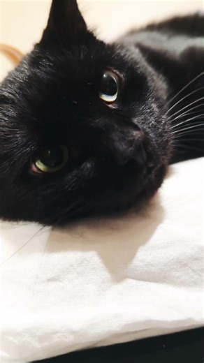 Sleepy, grumpy, meowing. 🖤 #blackcat