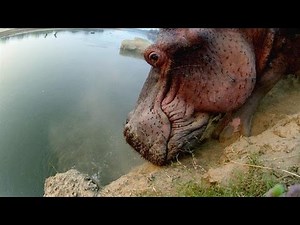Hippo Climbs Down a Steep Cliff...With Difficulty