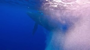 92K views · 4.7K reactions | Check out the crazy bubble blowing flip...