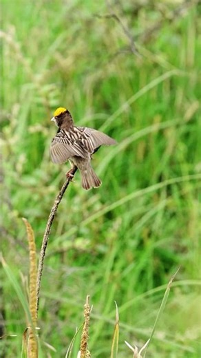 Male Weaver bird courtship dance #birds #wildlife #trendingshorts