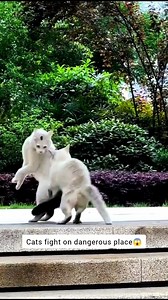 Don't miss the end 😨🤣 #FunnyCats #catfunnyreels #entertainment #catfight #funny | Cats Entertainment