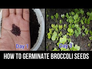 How to germinate broccoli seeds