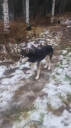 Yesterday. Wet dog. Wet yard. Wet everything. -20C and lower at this time of year wasn't unusual. -5C is normal average. -1C today. Whoppee #yukon #yukonriver #offgrid #climatechange | Yukon Bush Life