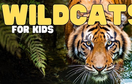 Wildcats for Kids | Learn about this interesting group of cats