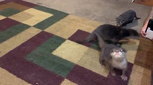 46K views · 1.3K reactions | ANNOUNCEMENT Please welcome our newest additions for 2019, 3 baby Asian Small Clawed Otters  aren’t they the CUTEST?! #thewildanimalpark | The Wild Animal Park | Facebook