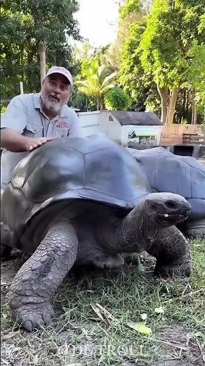 Before And After Amazing Animal Transformation