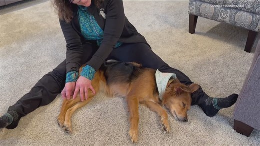 Canine massage techniques to ease your pet's stress at home