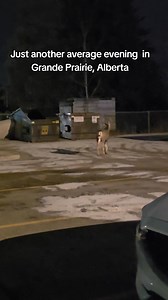 #deer #grandeprairiealberta #grandeprairieab | Things to do in Grande Prairie and area