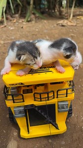 Play toy truck kitten cute #cat #kitten | Republic Of Cat