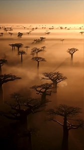A bird's-eye view of The Avenue of The Baobabs 😮 🎥 ©unchartedbackpacker #MyMadagascar #VisitMadagascar #alleedesbaobabs | Madagascar Tourism