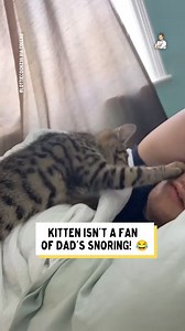 1M views · 45K reactions | The cat is trying to stop dad from snoring  | Dad Jokes | Facebook