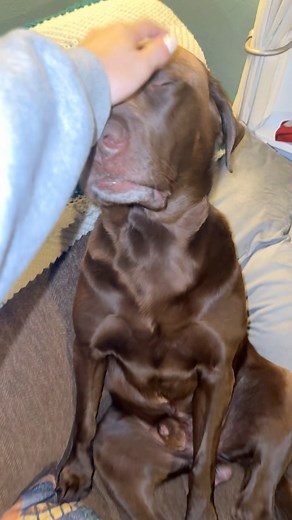 moose brought in a surprise since mom was back home 👀🤎🥰 | Mel & Moose