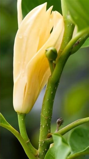 Popular flowering plants grown in gardens.