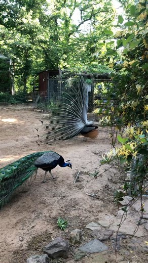 #oklahomapeacocks Did you know that peacocks don’t see the same colors like we do? Where we see the peacock train as greens& blues they see colors in ultraviolet! So the train looks purple with black eye spots to them! Pretty cool I think! #peacocks #peacock #peacockfeathers #peafowl #beautifulnature #animalsofinstagram #countryliving #rurallife #farmanimals #backyardchickens #backyardchickenslife #freerange #petchickensofinstagram | Amy Mayfield