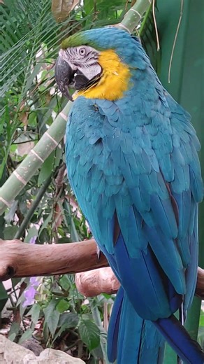 Blue & Gold Macaw
