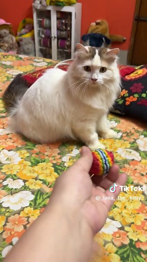 Luna the Princess Kitty 🐾 (@_luna_.the_.kitty_)’s videos with original sound - Luna the Princess Kitty 🐾
