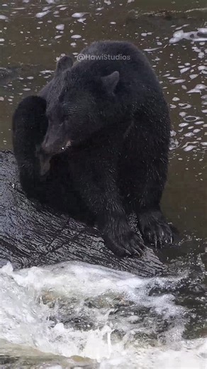 Grizzly bear fishing in the river #river #grizzlybear #bear #wildlife #nature #grizzly #fish HA49568 | HAWI Studios