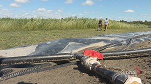 Willow trees help clean up landfill site