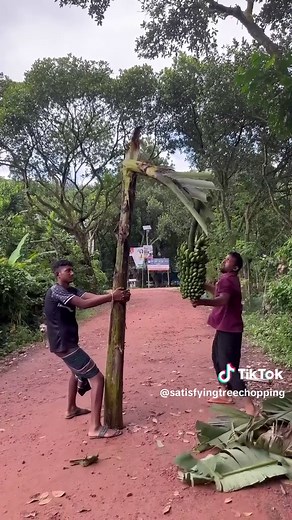 Satisfying Tree Chopping Sounds and Views