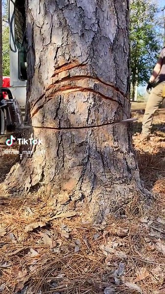 #500i #viralvideo🔥 #treework #stihl #foryoupage #seeya #treelife #fortheboys #logs #tree