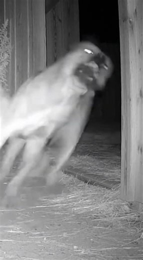 Unbelievable Brave Dogs Face Off with Wild Predators! 🐾🔥