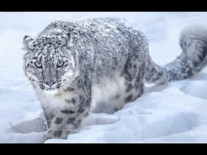 Umurtqali hayvonlar