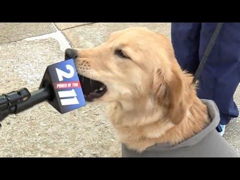 Hilarious Dogs Doing Silly Things! Funny Dog Videos 2025🤣🐾