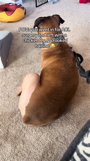 Boxer Dog ACL Surgery Experience: A Humorous POV