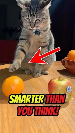 Top 5 Smartest Cats That Will Blow Your Mind! 🧠🐱