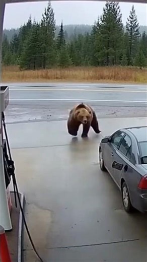 Bear Charges Full Speed — Woman Slams Door and Escapes #shocked
