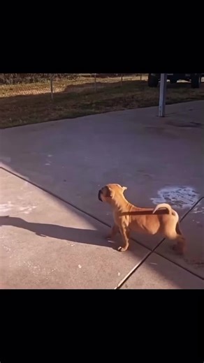 Little Beast In Molding ❤️‍🔥 Credit: supreme_line_boerboels #Egoboerboels #boerboelsoftiktok #egoboerboelkennel #egoboerboel #guarddog #boerboelbreeder #guarddogsecurity #boerboelpuppy #boerboelmoments