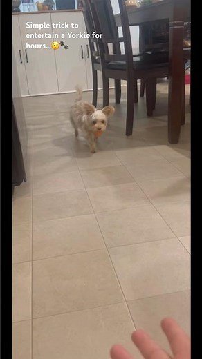 Simple way to entertain a Yorkie for hours #puppy #dog #yorkshire #yorkie #youtubeshorts #ytshorts