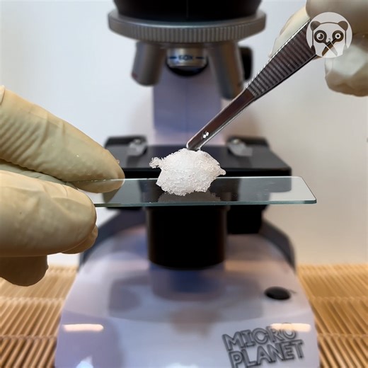 200K views · 1.3K reactions | The microscopic world is absolutely fascinating Partner: microscope2707 | Earth Wonders | Facebook