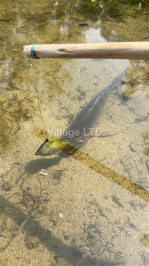 🎣 Fishing for LIFE in a Desi Village | A Day of Traditional Fishing in Rural Life 🌾 Village Ltd