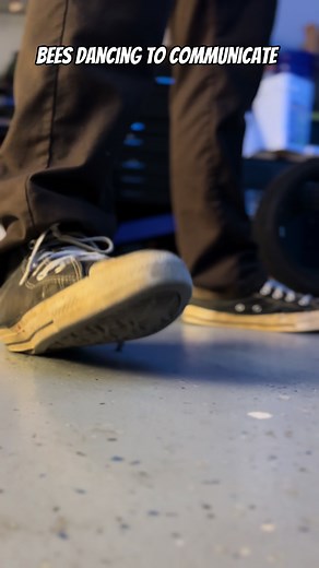 Bees Dancing to Communicate