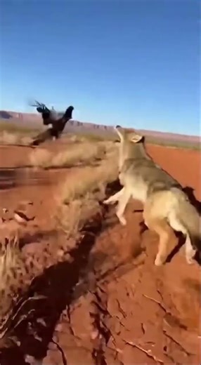 Road Runner Vs Coyote Chasing Each other