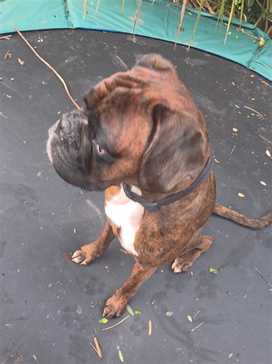 Clive the Boxer Dog's Trampoline Adventures