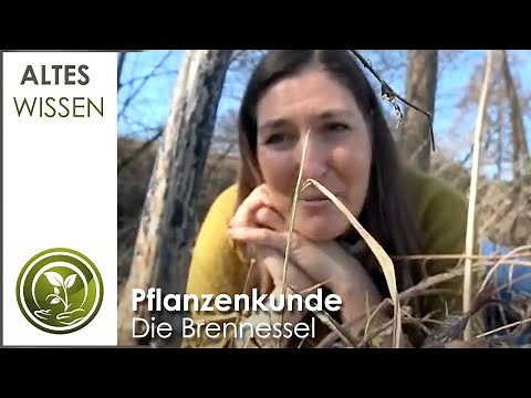Die Brennnessel Pflanzenkunde - Altes Wissen