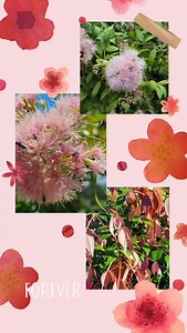 CASCADE LILLY PILLY is just waiting for you!!!! | Simply D'Vine | Facebook