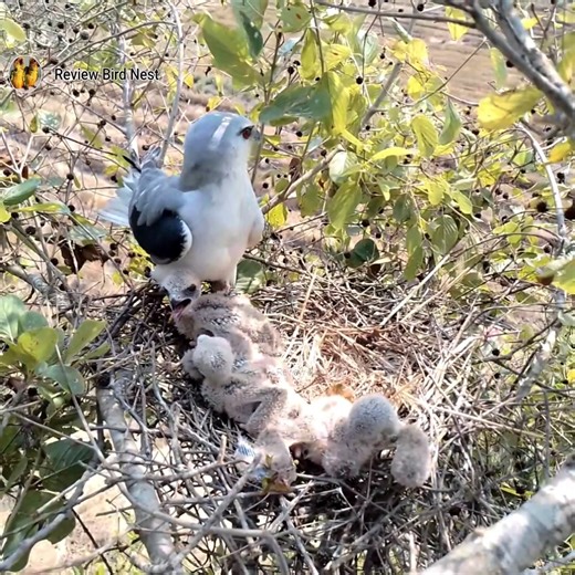 41K views · 763 reactions | Winged Watcher: A Mother's Vigil Over Her Nest | Review Bird Nest | Facebook