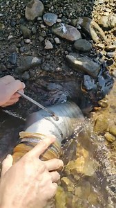 River siphon gold panning equipment#siphongoldminingboat #goldminingequipment #goldmining #oreprocessingequipment #goldmin#smallgoldminingequipment #portablegoldminingequipmen#Rawalsland #Sipadanlsland #Sipadanlsland | Dong Fang