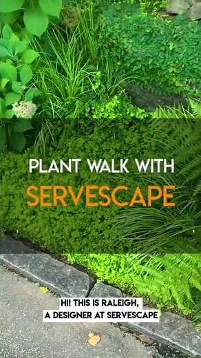 Creeping Jenny as groundcover- Plant Walk with ServeScape